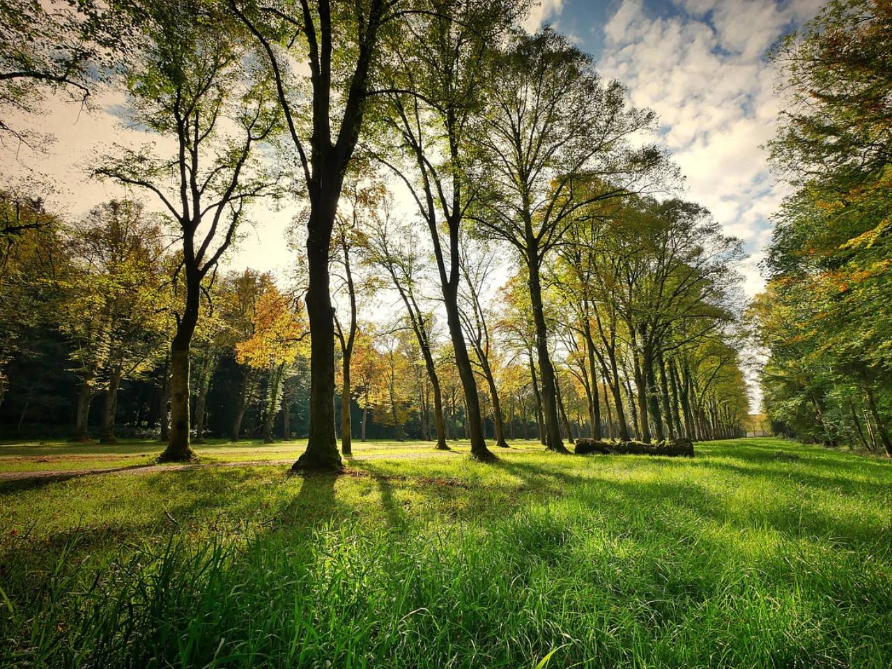 Commande groupée arbres et arbustes
